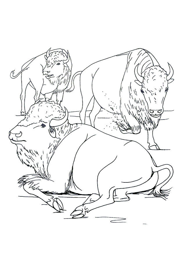 Malvorlage bisons