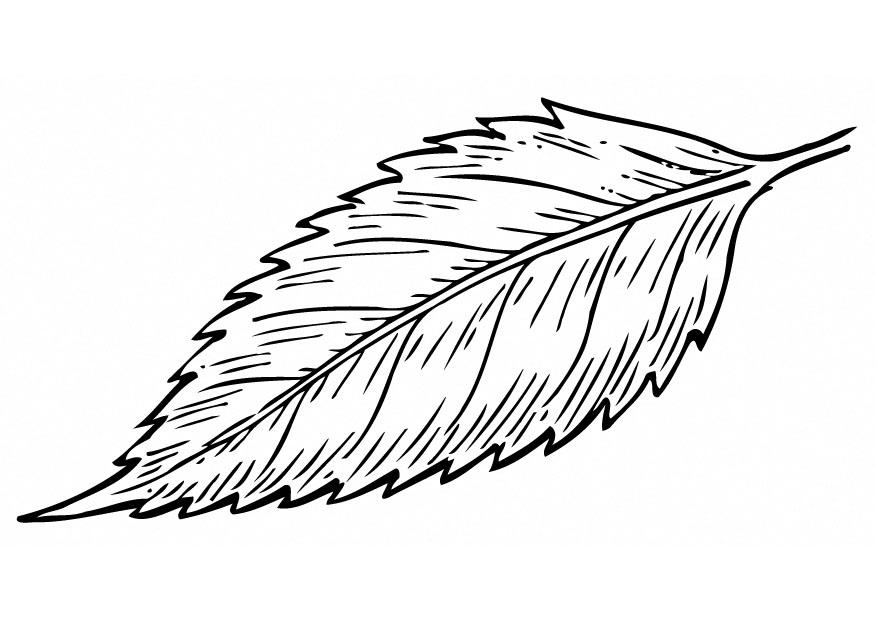 blatt Malvorlage blatt