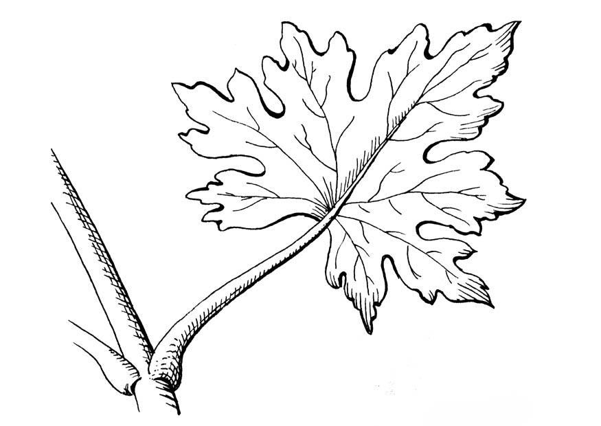 blatt Malvorlage blatt