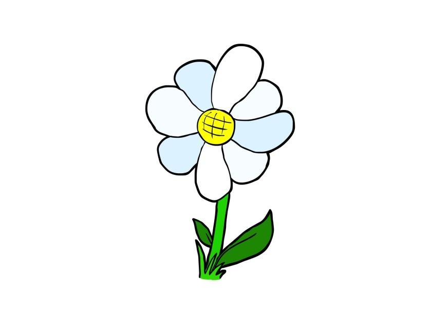 blume Bild blume