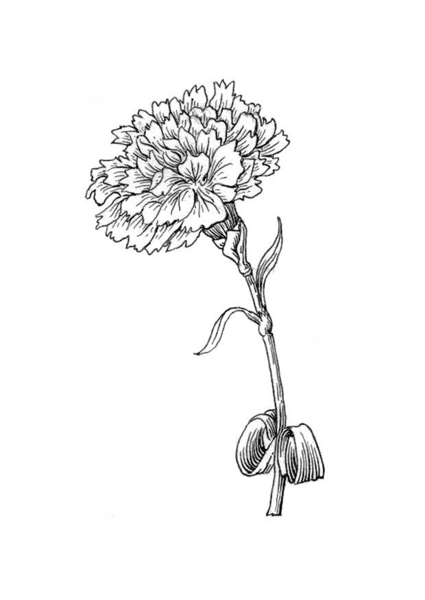 blume - nelke Malvorlage blume - nelke
