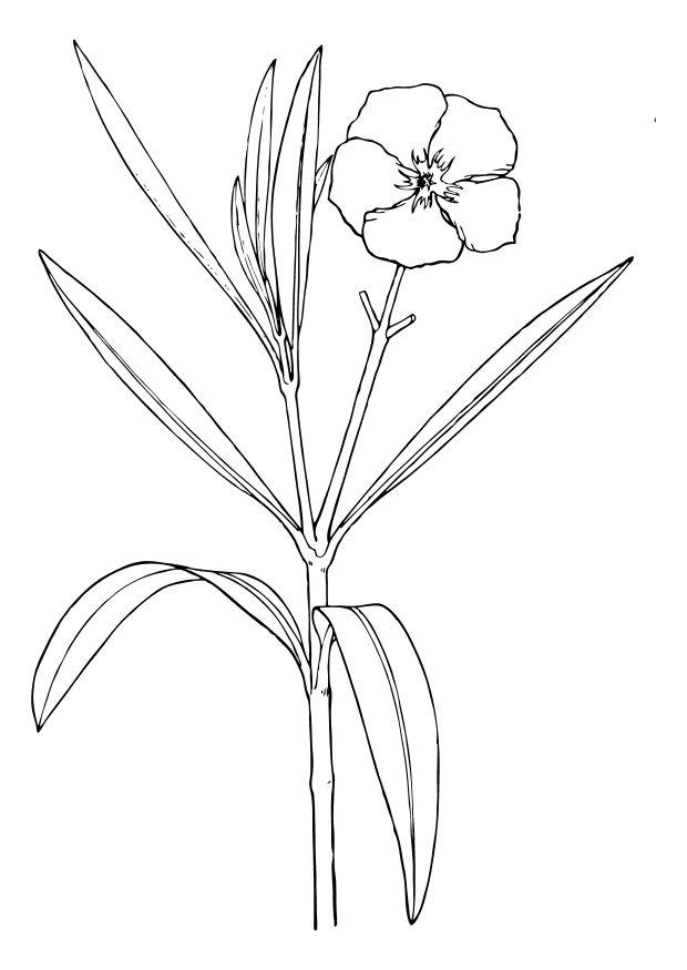 blume - oleander Malvorlage blume - oleander