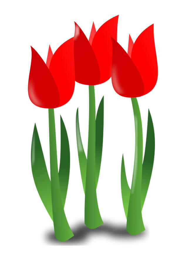 blumen Bild blumen