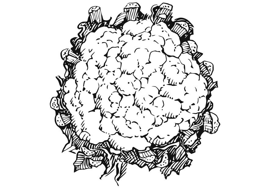 blumenkohl Malvorlage blumenkohl