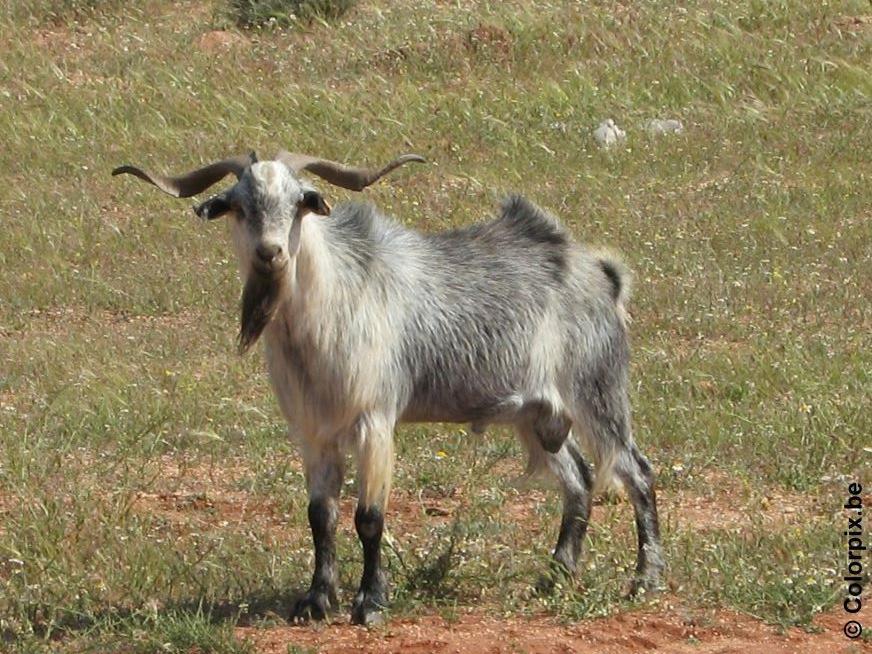 bock Foto bock