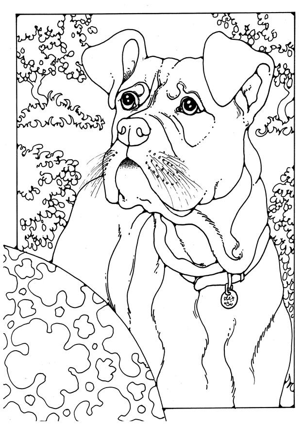 boxer Malvorlage boxer