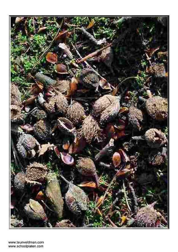 bucheckern Foto bucheckern