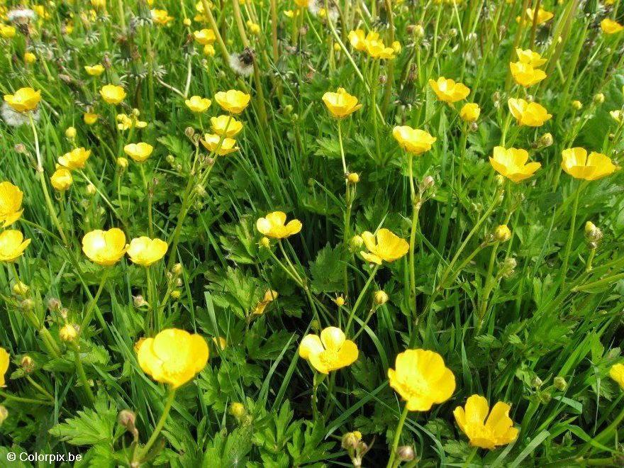 butterblumen Foto butterblumen