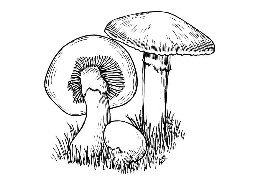 champignons Malvorlage champignons