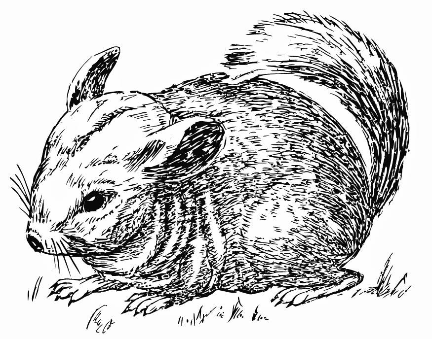 chinchilla Malvorlage chinchilla