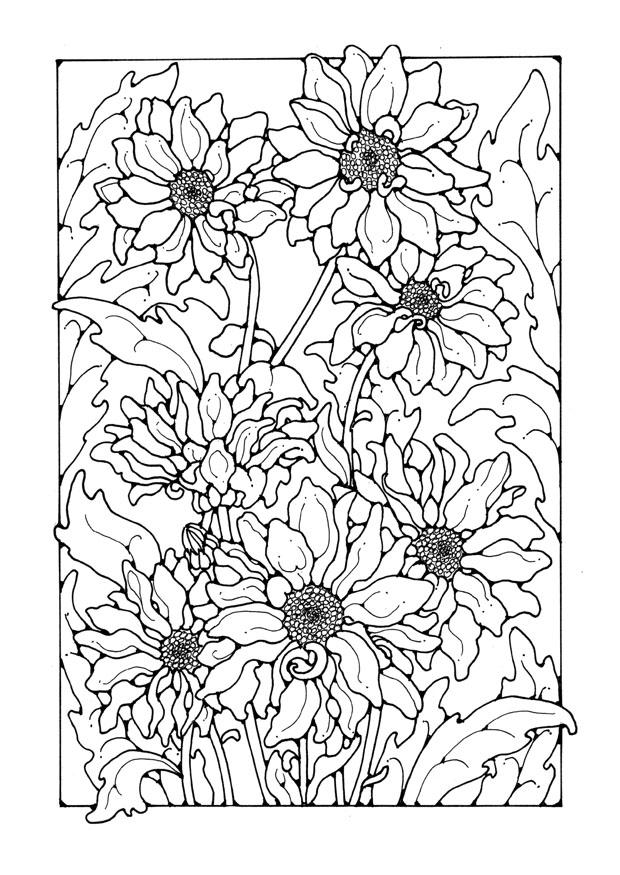 chrysanthemen Malvorlage chrysanthemen