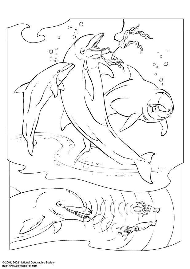 delphin Malvorlage delphin