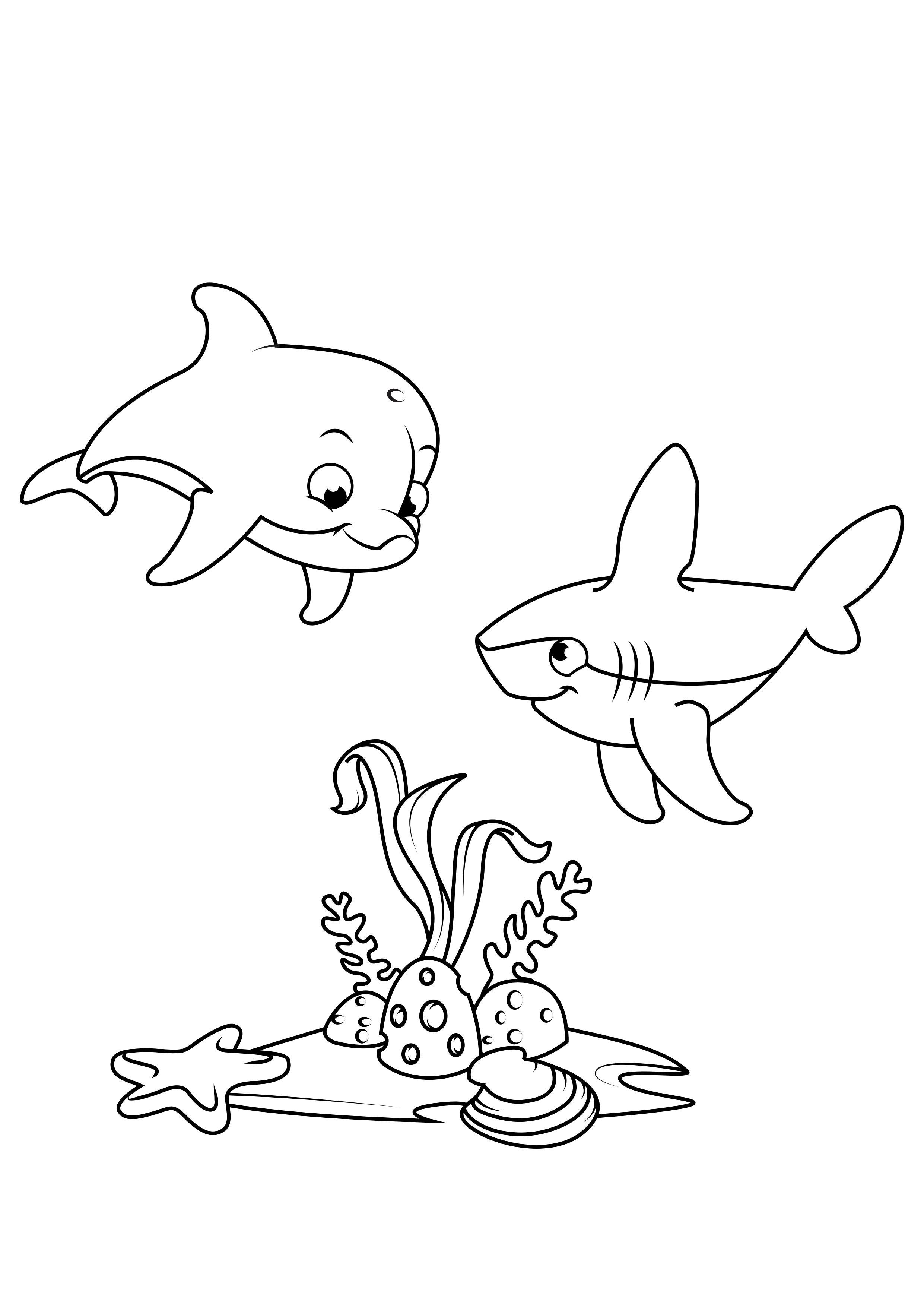 delphin und hai Malvorlage delphin und hai