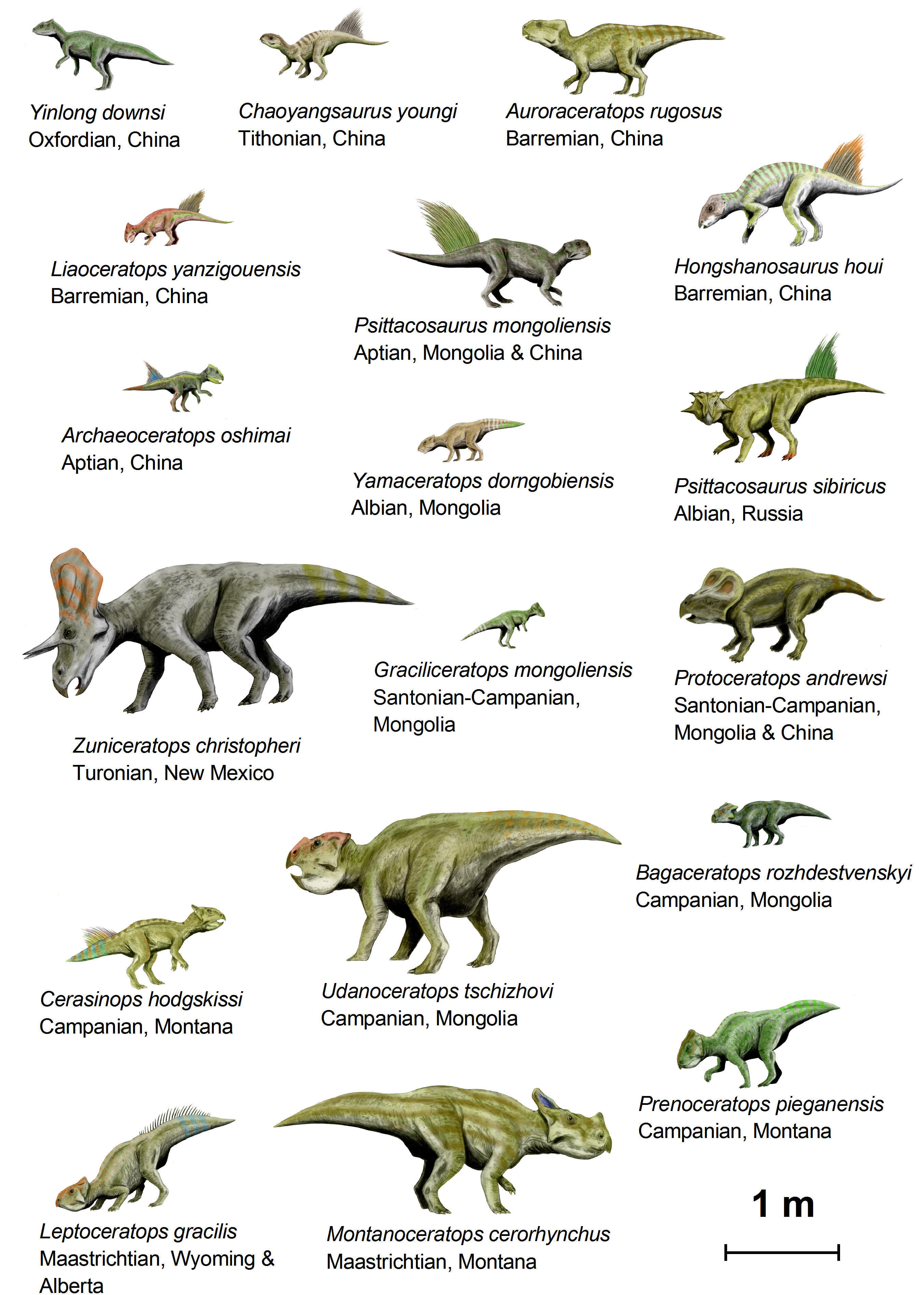 dinosaurier (basal ceratopsia) Bild dinosaurier (basal ceratopsia)