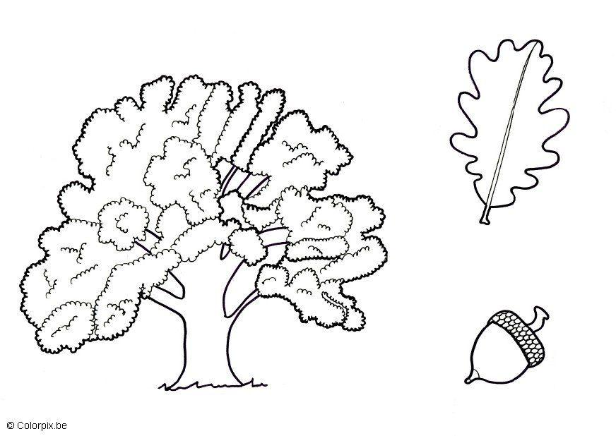 eiche Malvorlage eiche