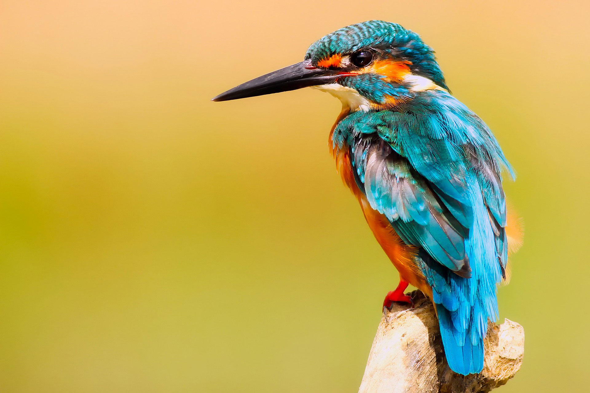 eisvogel Foto eisvogel