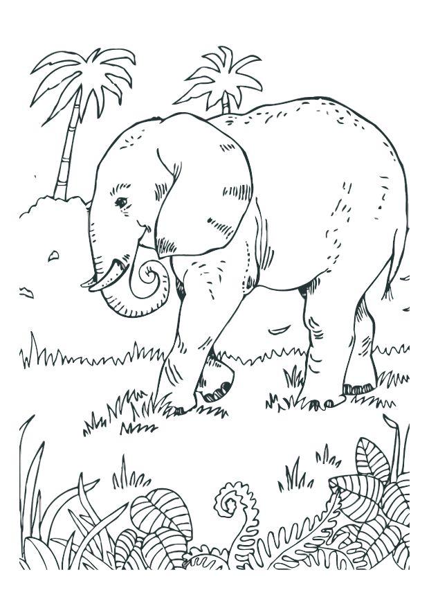 elefant Malvorlage elefant
