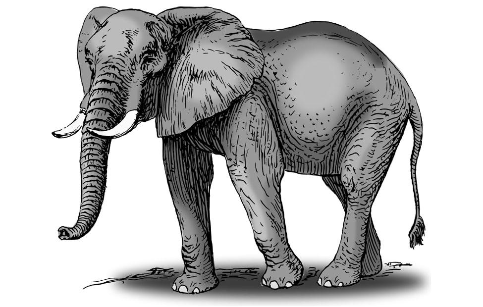 elefant Bild elefant