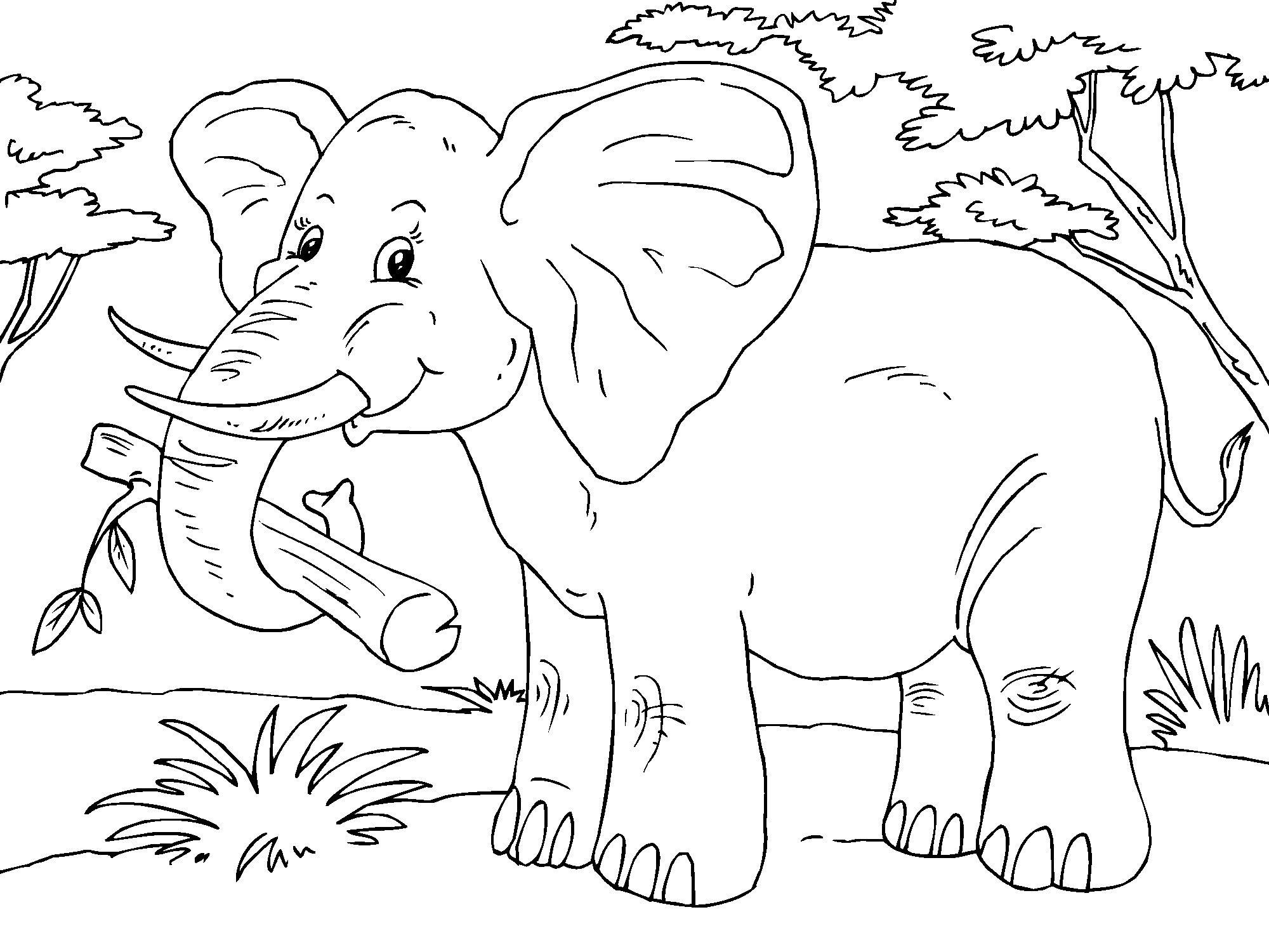 elefant Malvorlage elefant