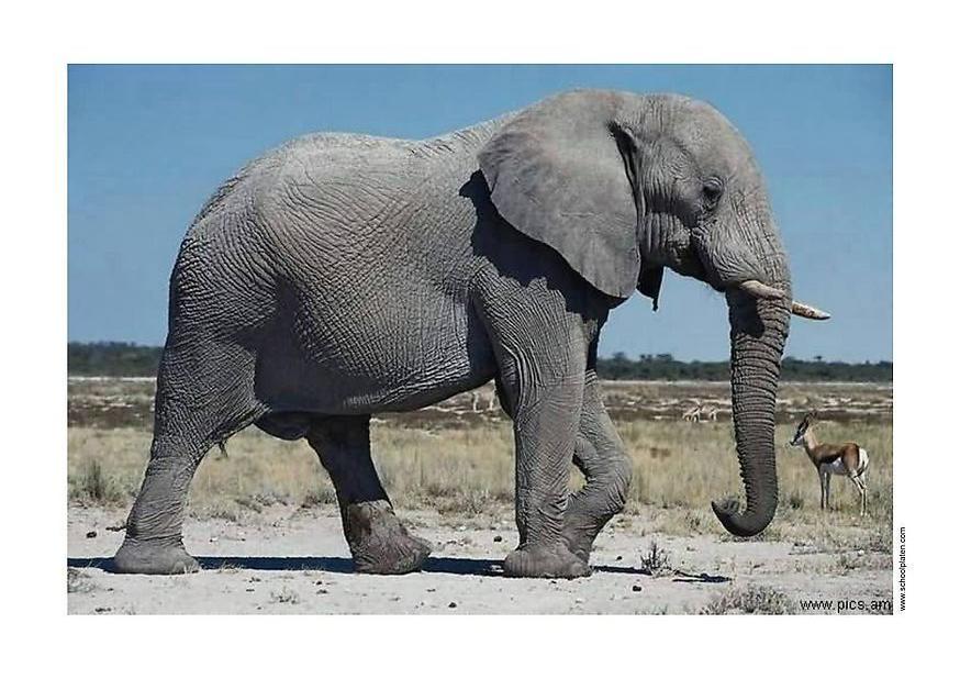 elefant Foto elefant