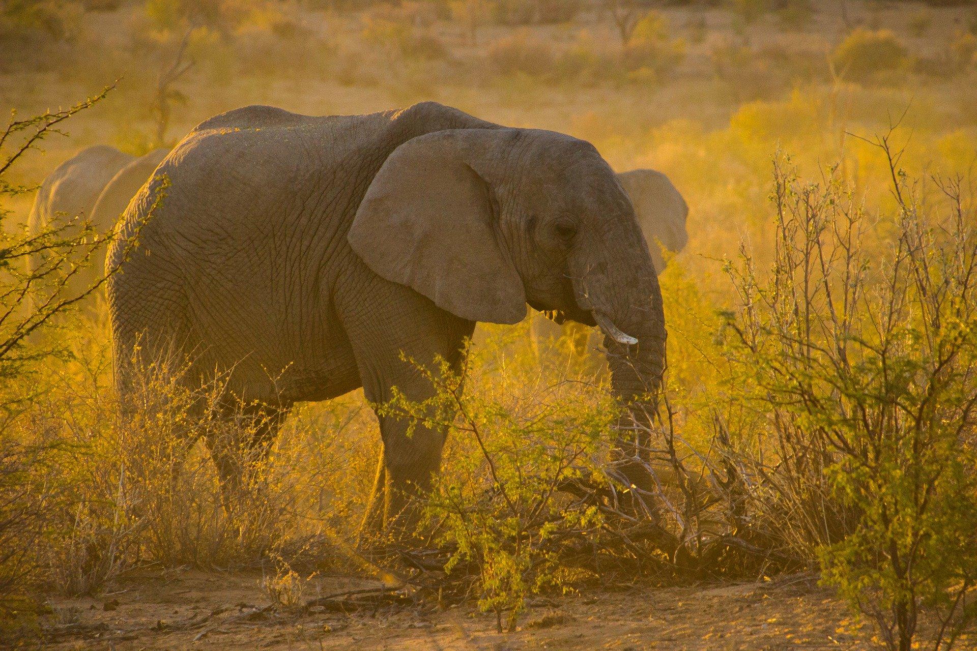 elefant Foto elefant