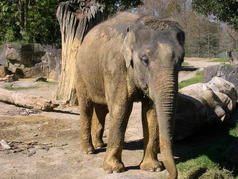elefant Foto elefant