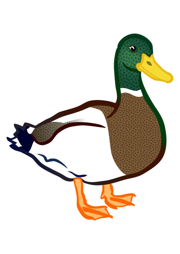 ente Bild ente
