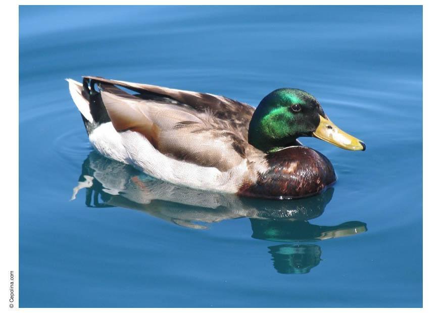 ente Foto ente