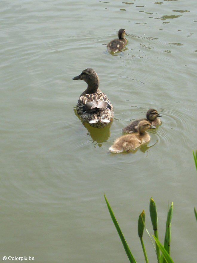 ente mit kA¼ken Foto ente mit kA¼ken