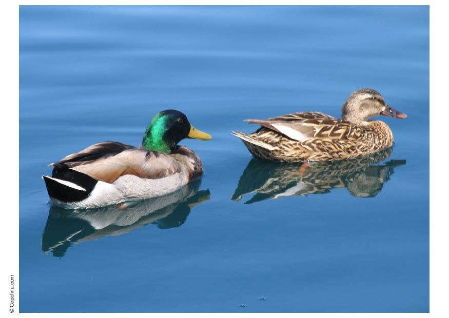 enten Foto enten