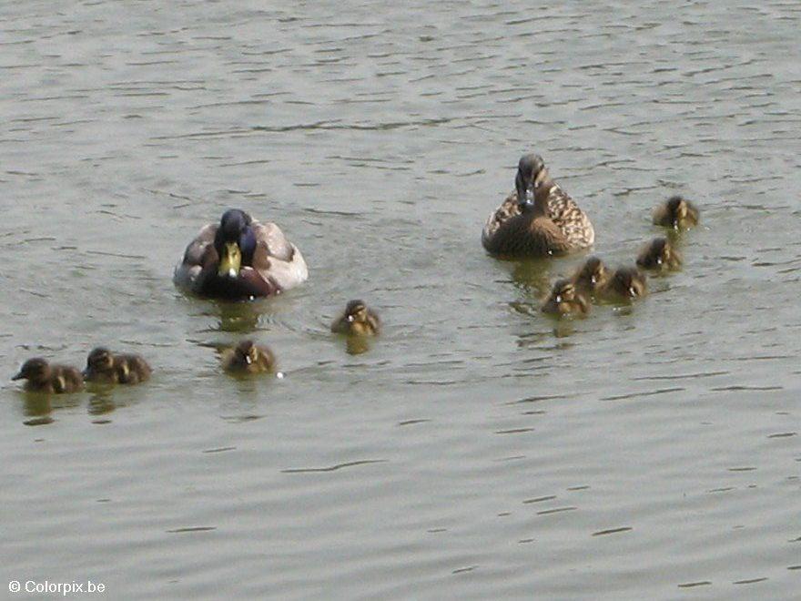enten mit kA¼ken Foto enten mit kA¼ken