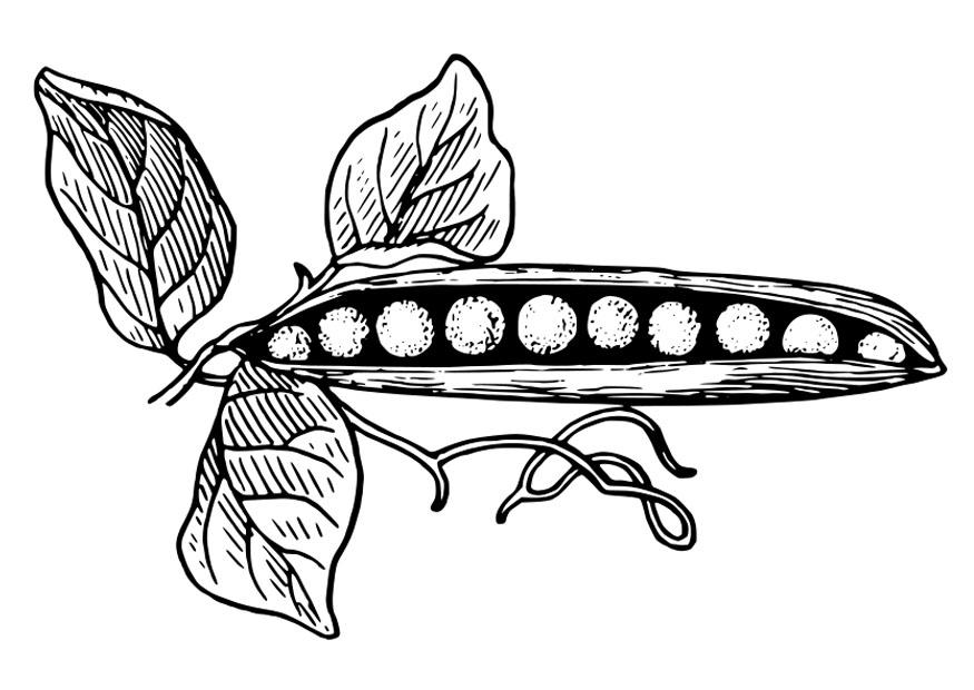 erbsen in der schale Malvorlage erbsen in der schale