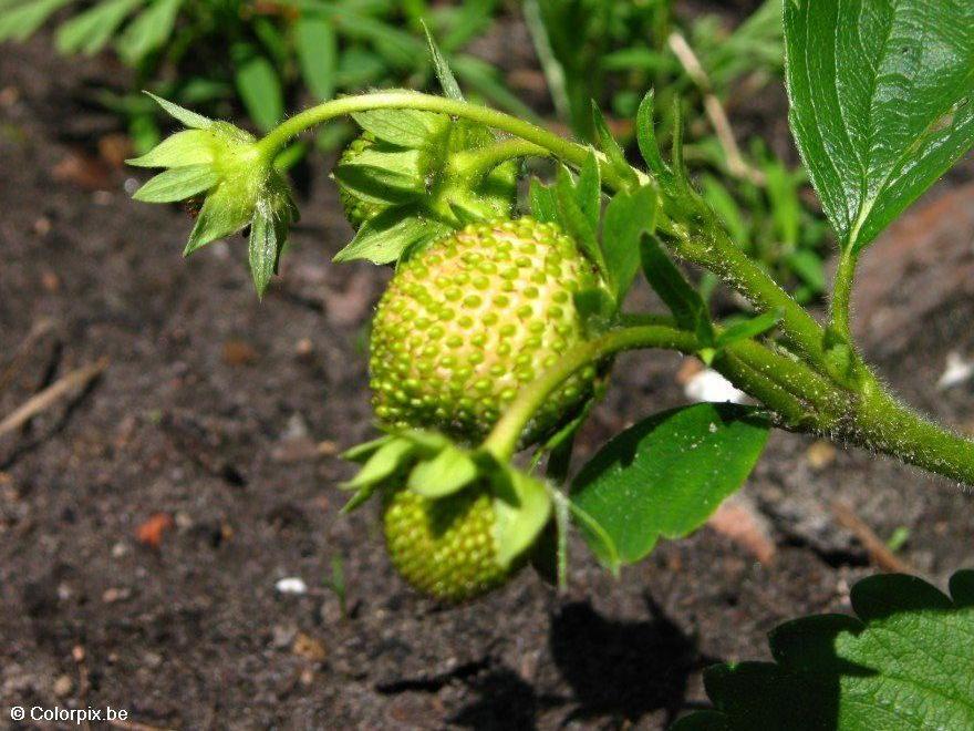 erdbeeren 1 Foto erdbeeren 1