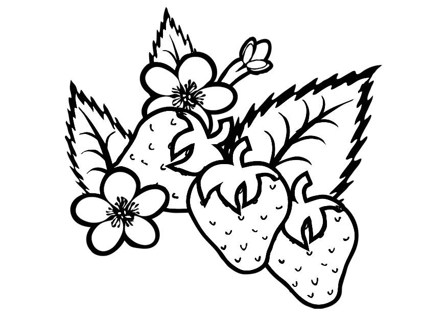 erdbeeren Malvorlage erdbeeren