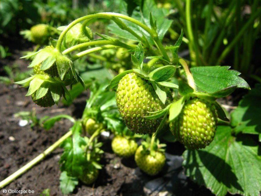 erdbeeren 3 Foto erdbeeren 3