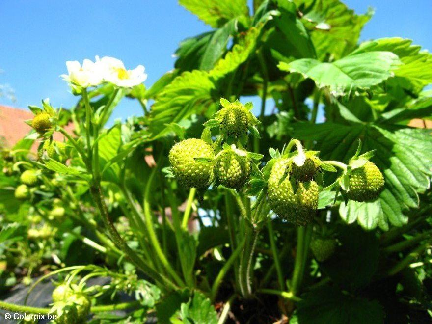 erdbeeren Foto erdbeeren