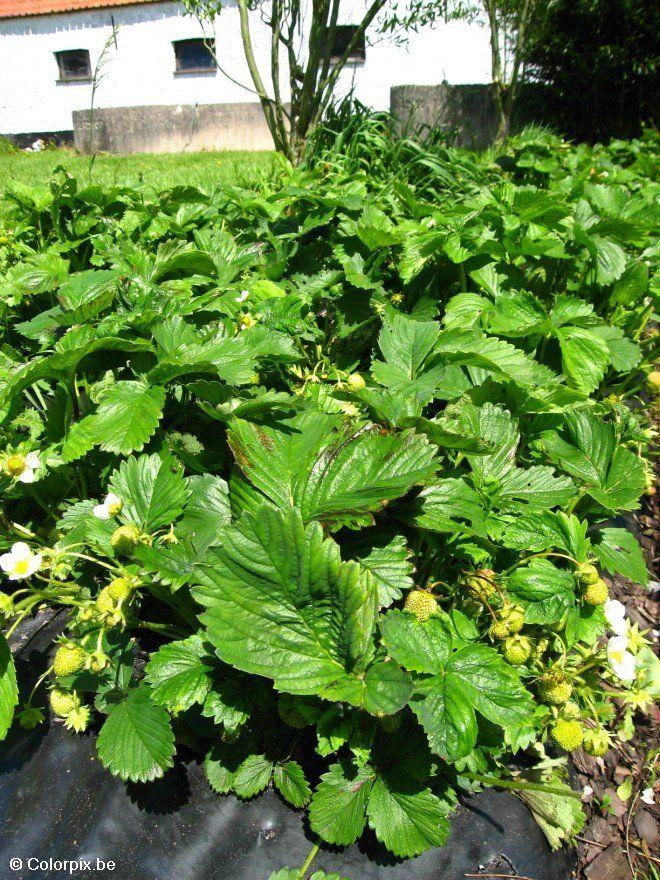erdbeeren 5 Foto erdbeeren 5