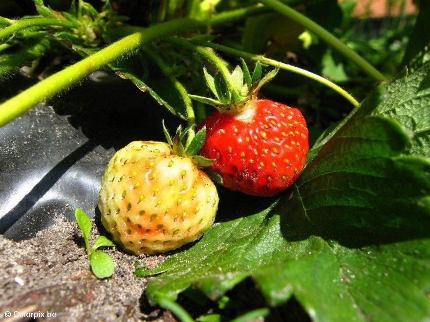 erdbeeren 7 Foto erdbeeren 7