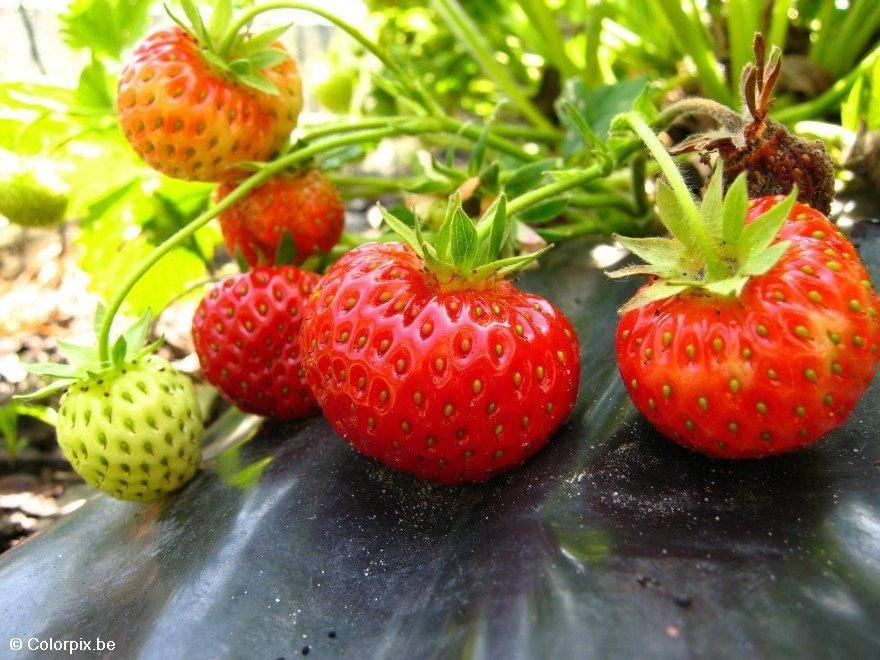 erdbeeren 8 Foto erdbeeren 8