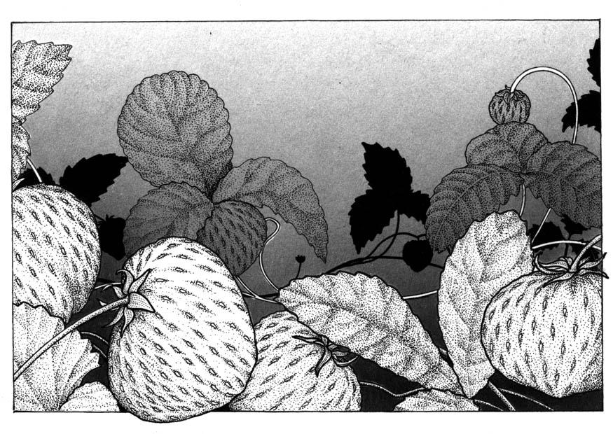 erdbeeren Malvorlage erdbeeren