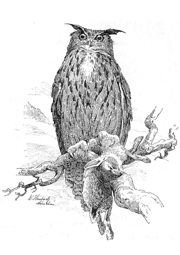 eule Malvorlage eule