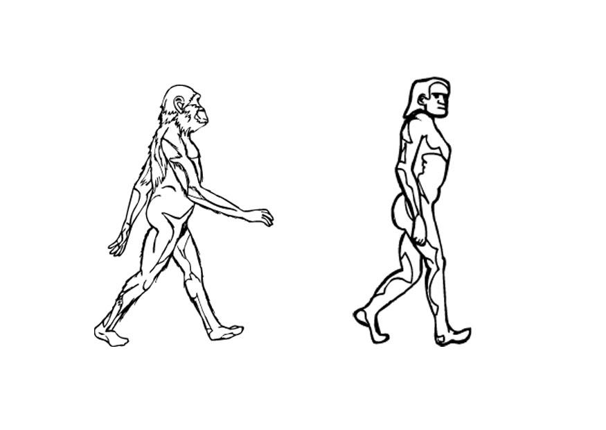 evolution Malvorlage evolution