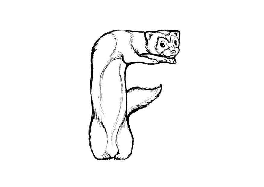 f-ferret Malvorlage f-ferret