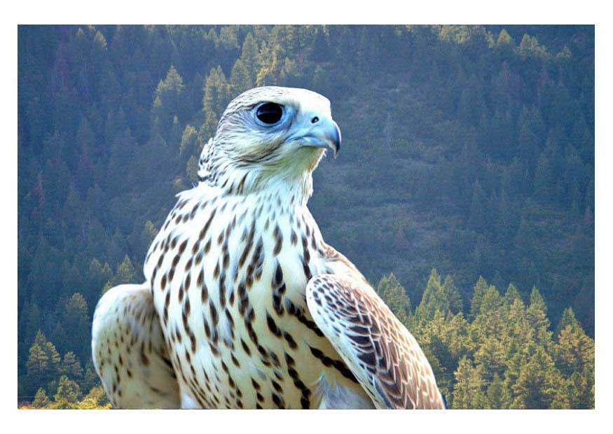 falke Foto falke