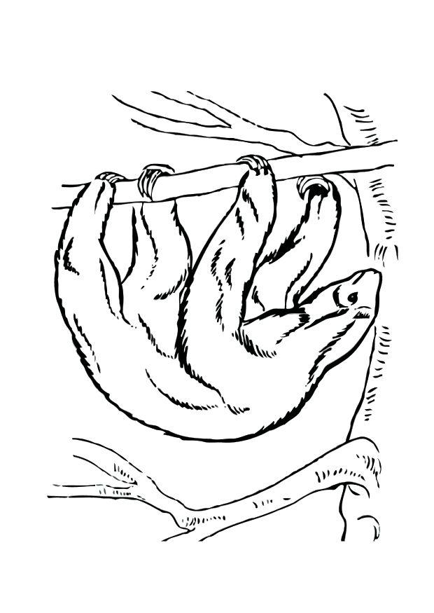 Malvorlage faultier