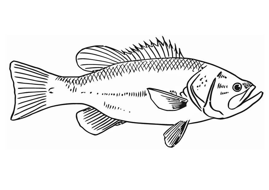 fisch Malvorlage fisch