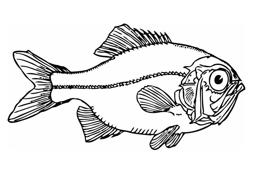 fisch Malvorlage fisch