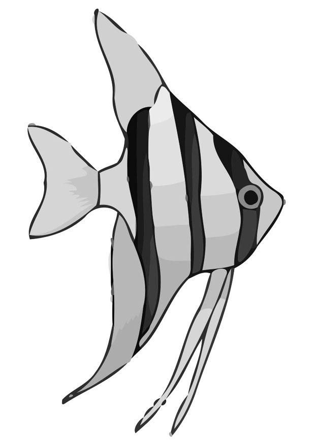 fisch Malvorlage fisch