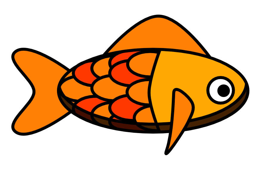 fisch Bild fisch