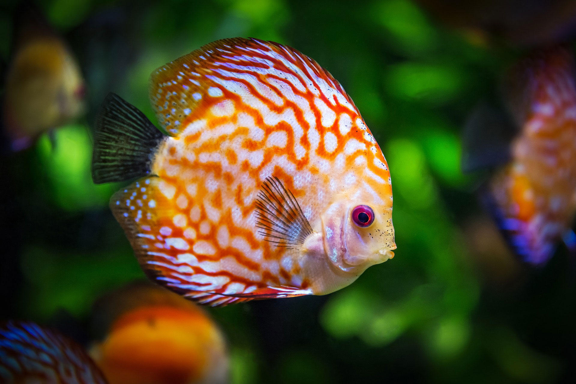 fisch Foto fisch